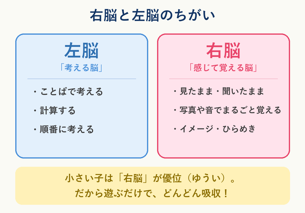 右脳と左脳のちがい（特徴の図）