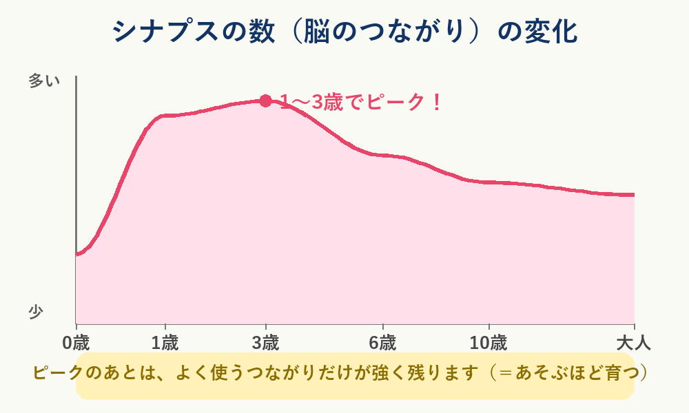 シナプスの数の変化グラフ